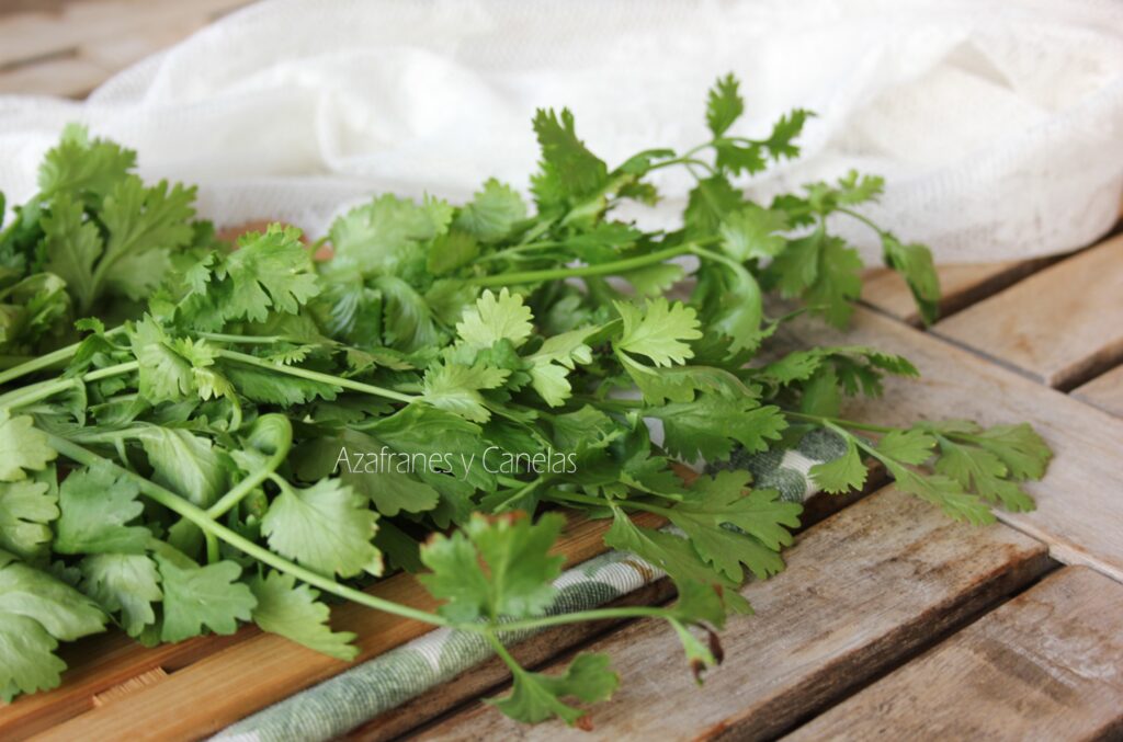 cilantro